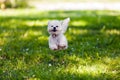 Bichon in the park