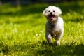 Bichon in the park