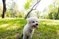 Bichon in the park