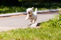 Bichon in the park