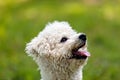 Bichon in the park