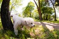 Bichon in the park