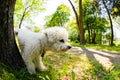 Bichon in the park