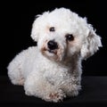 Bichon portrait