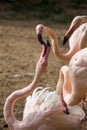 Bickering with Rosy Flamingo, Phoenicopterus ruber roseus,