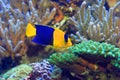 Bicolor Angelfish Royalty Free Stock Photo
