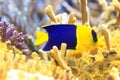 Bicolor angelfish Royalty Free Stock Photo