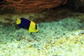 Bicolor angelfish Royalty Free Stock Photo