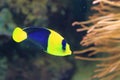 Bicolor angelfish Royalty Free Stock Photo