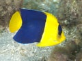 Bicolor Angelfish