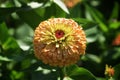 Bicolor ball type dahlia with slightly flattened globe shape featuring furled, involute petals in a gorgeous spiral arrangement.