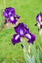 Bicolor bearded germanica iris flower - Exotic Star Royalty Free Stock Photo