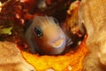 Bicolor Blenny (Ecsenius bicolor) Royalty Free Stock Photo