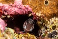 Bicolor blenny, Ecsenius bicolor Royalty Free Stock Photo