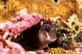 Bicolor blenny, Ecsenius bicolor Royalty Free Stock Photo