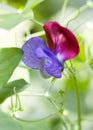 Lovely Little Lathyrus Odoratus Sweet Pea Flower Royalty Free Stock Photo