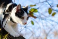 Bicolor cat climbed in a tree and haunting birds Royalty Free Stock Photo