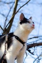Bicolor cat climbed in a tree and looking at her humans Royalty Free Stock Photo