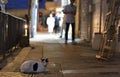 Bicolor cat lying on the street at night with low light condition Royalty Free Stock Photo