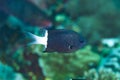 Bicolor Chromis Chromis margaritifer Royalty Free Stock Photo