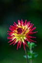 Bicolor dahlia closeup on a green background. Red and yellow garden flower in a summer day macro photography.