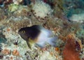 Bicolor Damselfish-Stegastes partitus