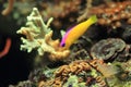 Bicolor dottyback