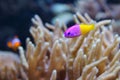 Bicolor Dottyback Pictichromis paccagnella, also called the Royal Dottyback or False Gramma Royalty Free Stock Photo