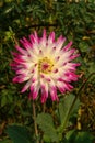 Bicolor double dahlia of the `Hayley Jane` variety Cactus  type in the garden. White dahlia with deep pink tips Royalty Free Stock Photo