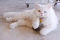 Bicolor-eyed Persian cat with white fur lying on its stomach on white background. Royalty Free Stock Photo