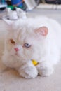 Bicolor-eyed Persian cat with white fur lying on its stomach on white background. Royalty Free Stock Photo