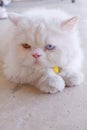 Bicolor-eyed Persian cat with white fur lying on its stomach on white background. Royalty Free Stock Photo