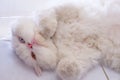 Bicolor-eyed Persian cat with white fur lying on its stomach on white background. Royalty Free Stock Photo