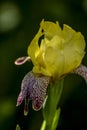 Bicolor garden flower iris Royalty Free Stock Photo