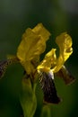 Bicolor garden flower iris Royalty Free Stock Photo