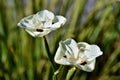 Bicolor Iris blossom Royalty Free Stock Photo