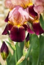 Bicolor iris flower Royalty Free Stock Photo
