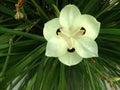 Bicolor Iris, Yellow Iris, Dietes bicolor Royalty Free Stock Photo