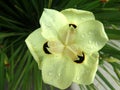 Bicolor Iris, Yellow Iris, Dietes bicolor Royalty Free Stock Photo