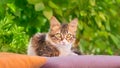 Bicolor kitten lying on a pillow looking nosily