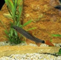 Bicolor Labeo, epalzeorhynchos erythrurus, Young Fish Royalty Free Stock Photo