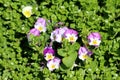 Bicolor light purple and white Wild pansy or Viola tricolor small wild flowers with bright petals planted in local garden Royalty Free Stock Photo