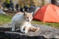 A bicolor (peach-and-white) homeless cat sits on a stone in a tourist camp