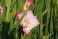 Bicolor petals of fuchsia of gladiolus hybrid flowers with and white colors growing in natural condition on a field. Royalty Free Stock Photo