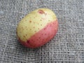 Bicolor potato: yellow-pink potato close up