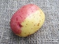 Bicolor potato: yellow-pink potato close up