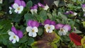 Bicolor purple and white mini pansies Royalty Free Stock Photo