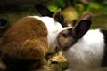 Bicolor rabbit look left if Easter coming. Royalty Free Stock Photo