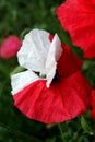 bicolor red and white poppy Royalty Free Stock Photo
