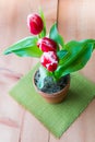 Bicolor red white tulips in a clay pot. Royalty Free Stock Photo